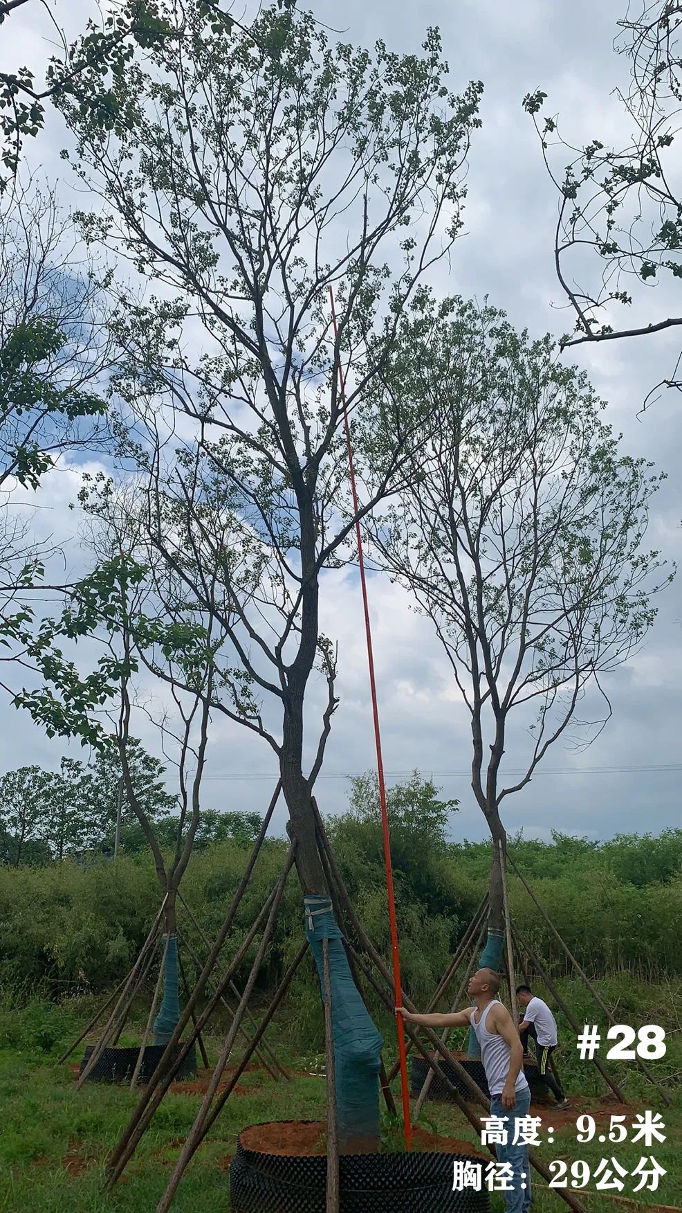 湖南衡阳 148 棵精品乌桕景观设计丨中国衡阳丨看见景观-35