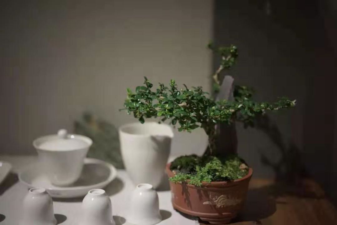 盆景艺术 | 寂静的诗，立体的画-21