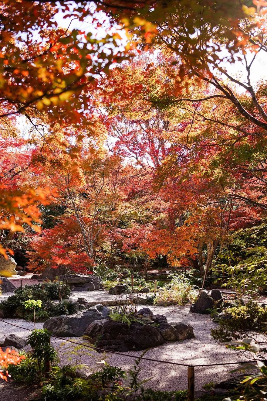 日本关西枫季 | 传统与现代的完美融合-82
