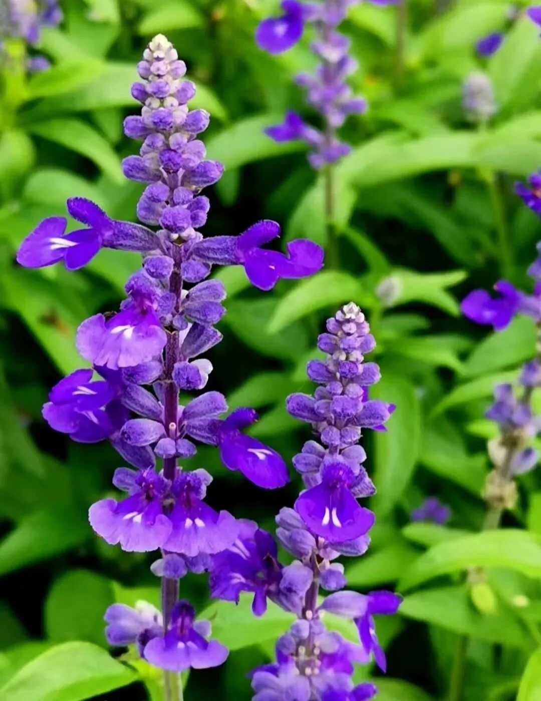 轻舟端阳！狮子林冷色系主题花境上新！-36