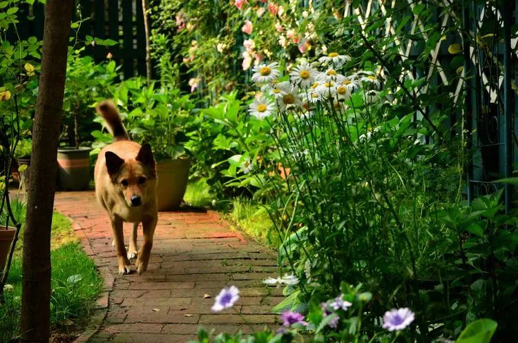 90后夫妻用4年时间，在魔都造了60平米花园，遛狗逗猫，好不惬意~-20