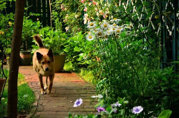 90后夫妻用4年时间,在魔都造了60平米花园,遛狗逗猫,好不惬意~-20