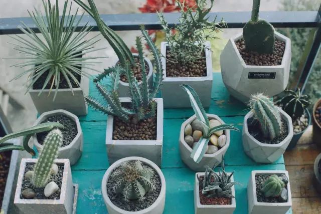 两个小女生，造了一间全镇上最文艺的花房，从此与花草为伴-36