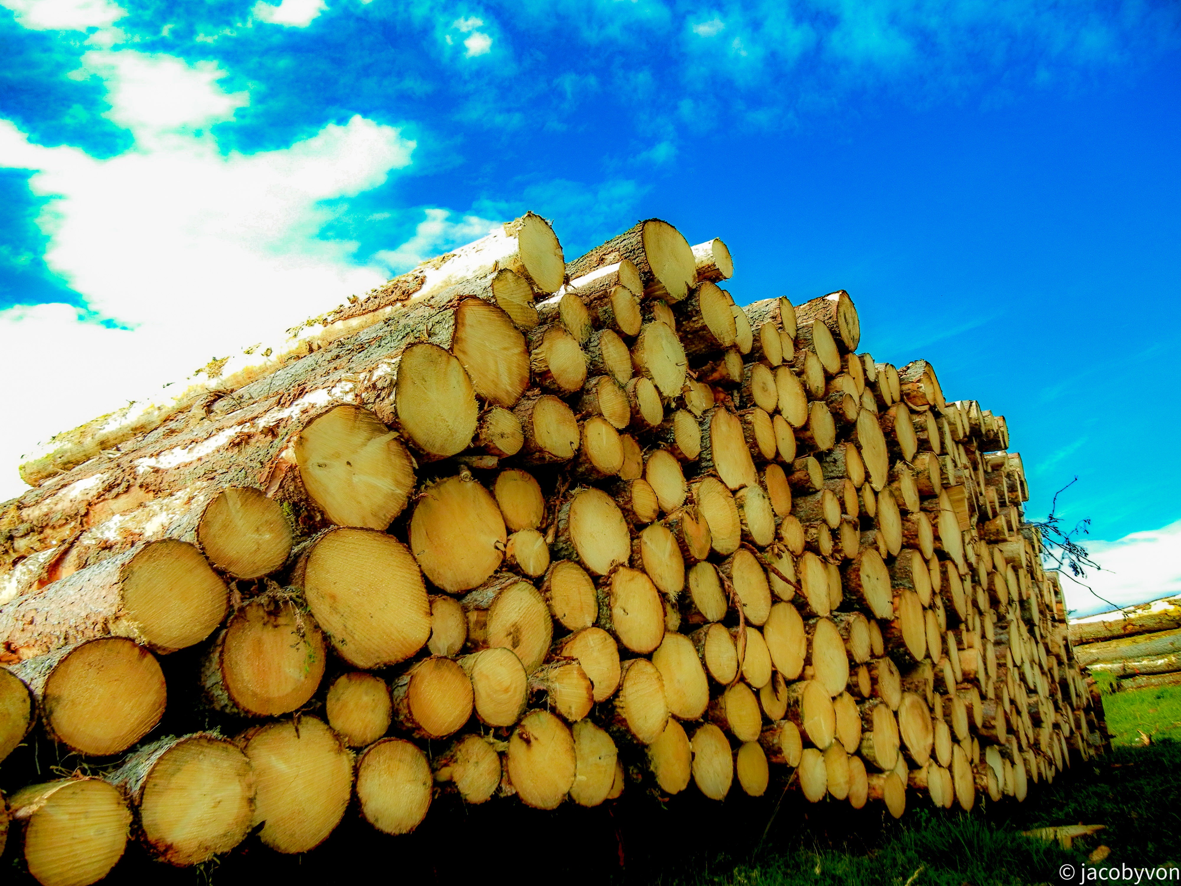 世界上的树木丨Sylvie D.-187