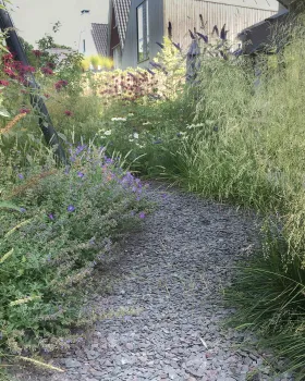 阿姆斯特丹野生花园丨荷兰阿姆斯特丹