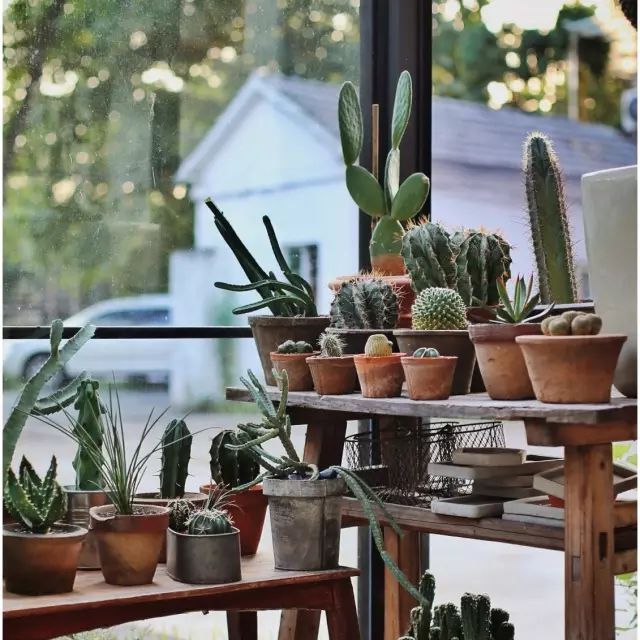 两个小女生，造了一间全镇上最文艺的花房，从此与花草为伴-100