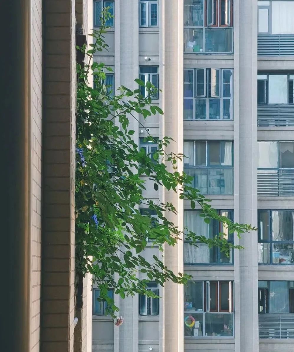 阳光花园梦 · 双阳台的治愈空间丨中国长沙丨好好住APP认证设计师@汤小糖SUGAR-102