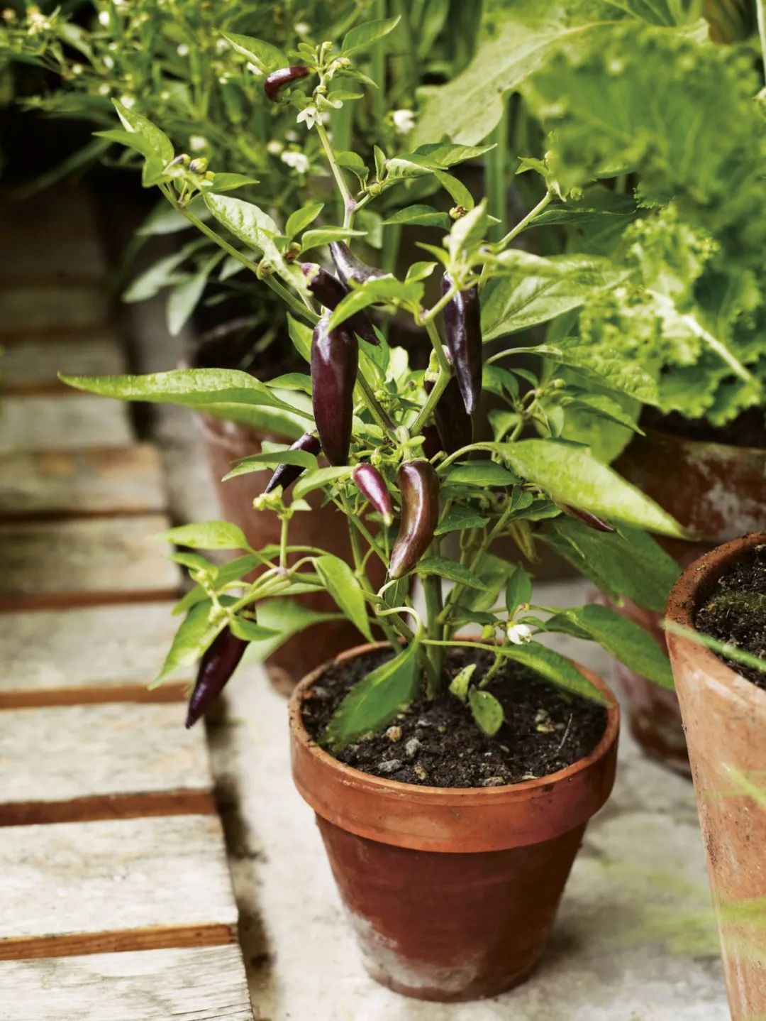 农村小院,生活的理想-18