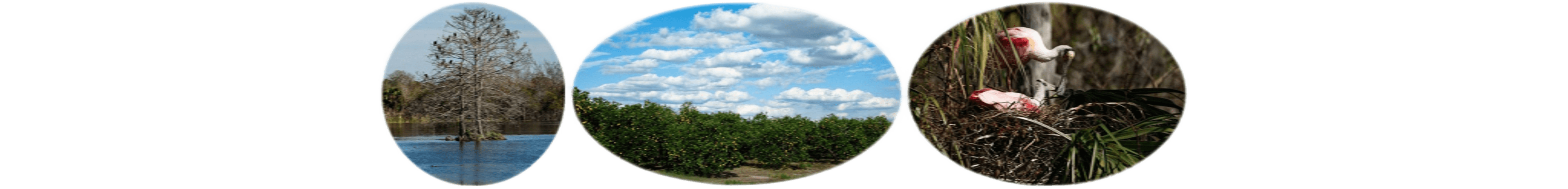 世界上的树木丨Sylvie D.-237