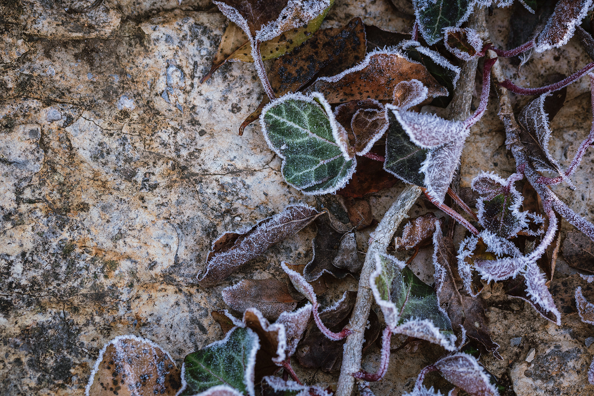 Knoxville, TN (USA).-12