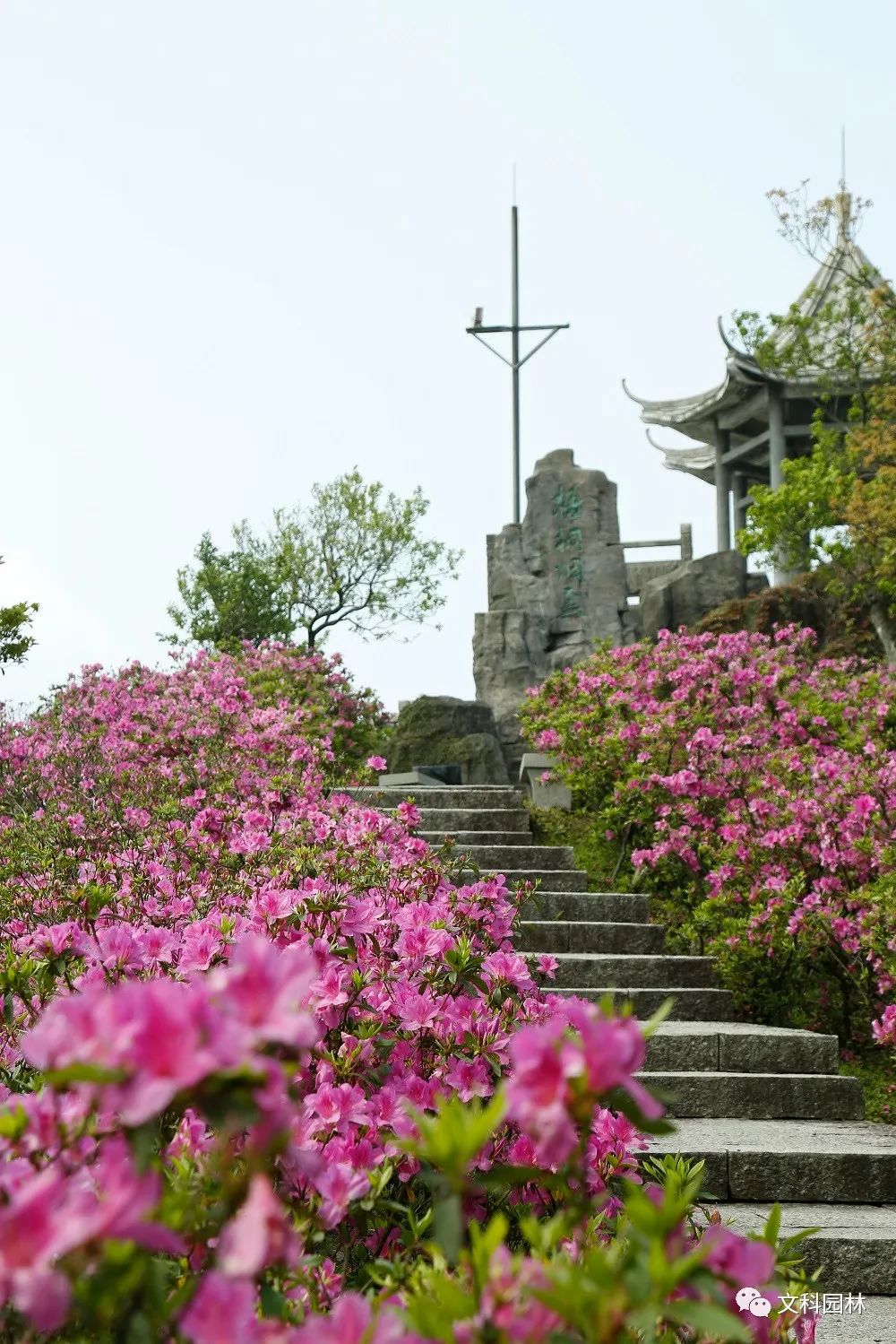 深圳市梧桐山第六届毛棉杜鹃花会景观设计丨中国深圳丨文科园林-39