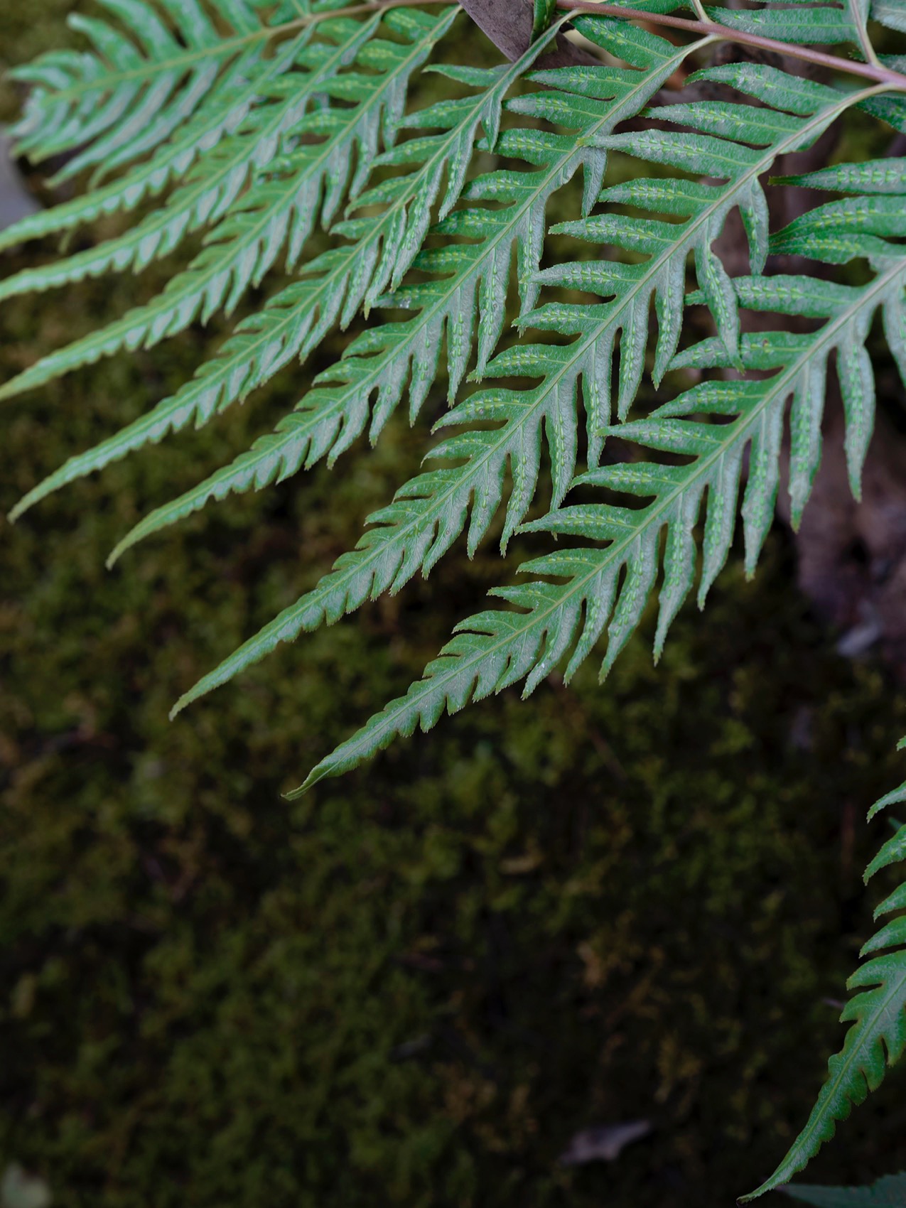 上海桃花源私庭营造丨中国上海丨墨刻丨無言斋造园-103