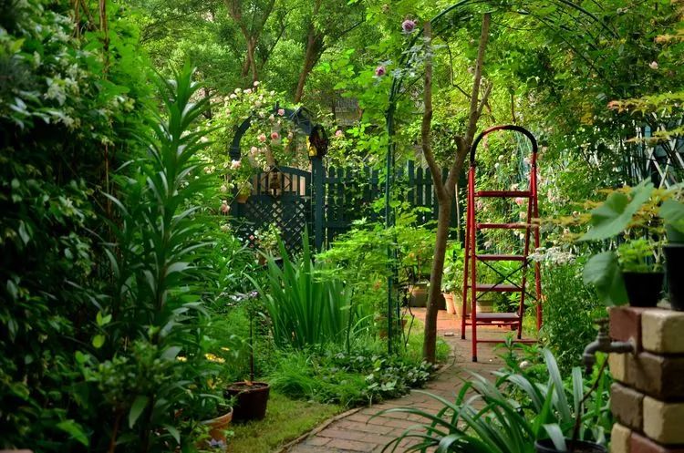 90后夫妻用4年时间，在魔都造了60平米花园，遛狗逗猫，好不惬意~-14