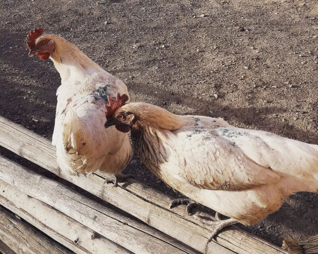 边陲寻觅,旧物新生——乙仓空间设计事务所探索之旅-31