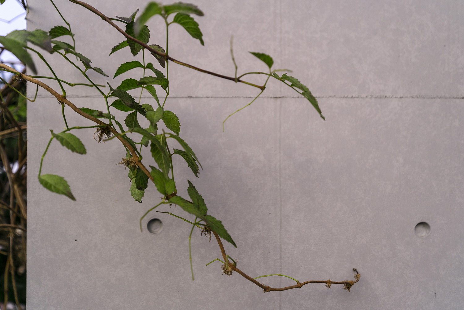 上海浦东金桥镇永建路小公园丨中国浦东新区丨上海善祥建筑设计有限公司-149