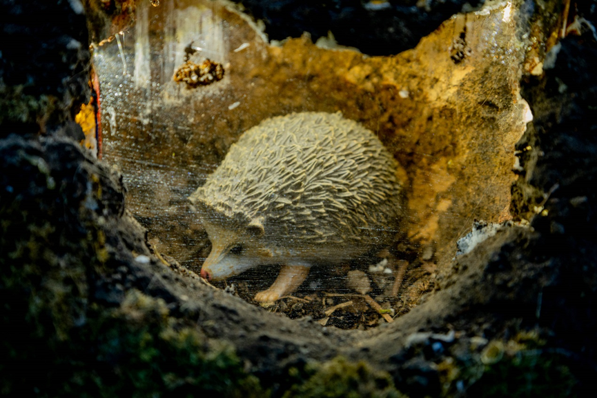 案例 | 上海首个在公园中的自然中心——和平公园自然中心-45