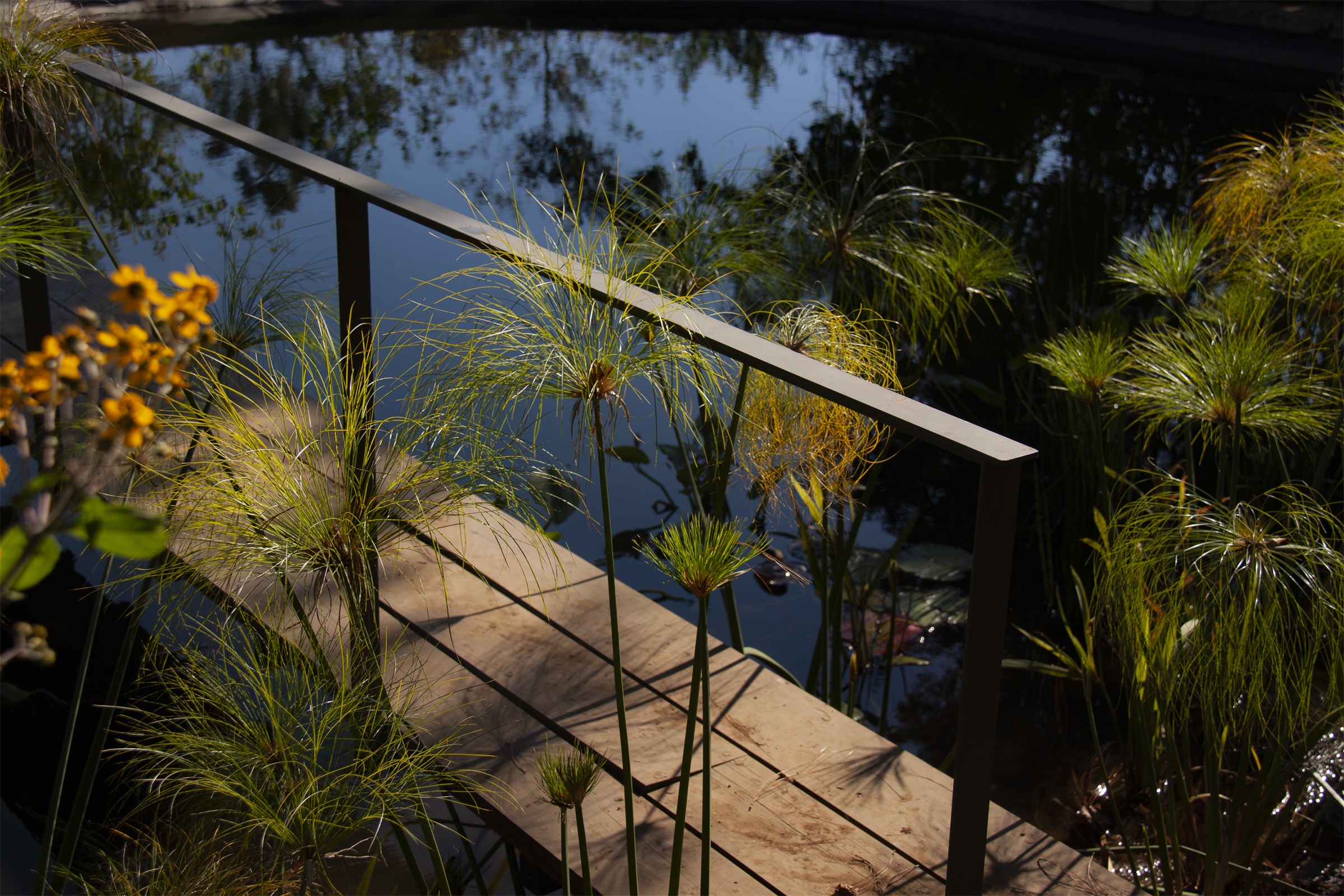 墨西哥森林花园-54