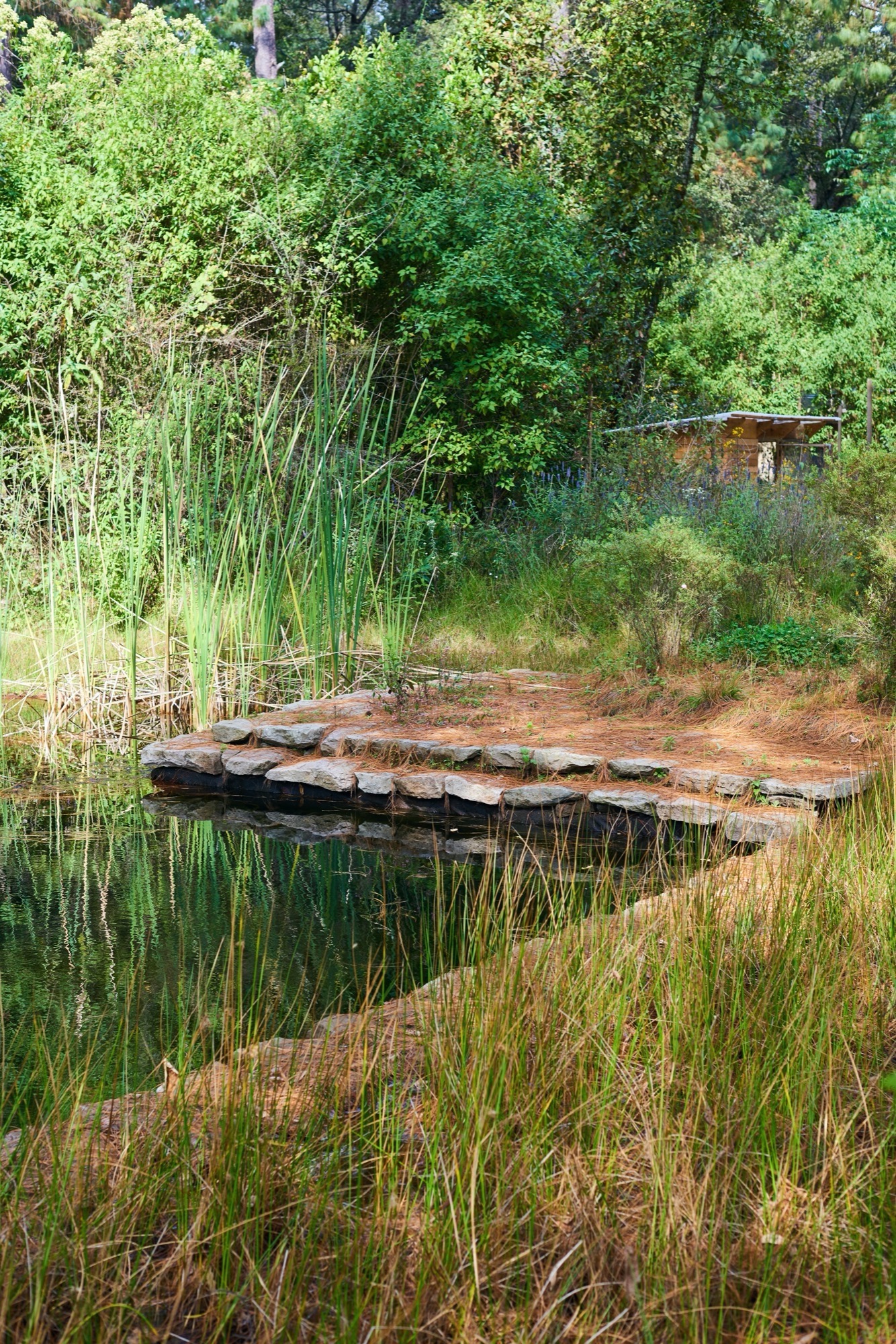 石线绿意 · 墨西哥 Reserva Peñitas 园林景观设计丨Estudio Ome-3