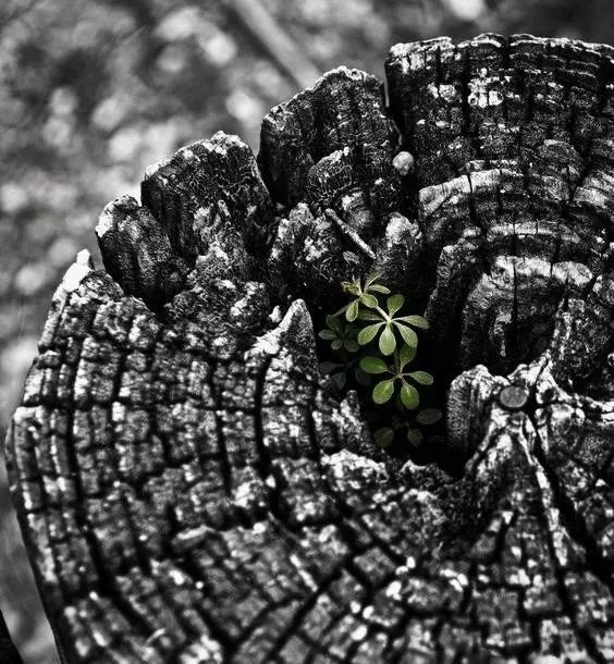 广州 K11 MAYS 西餐厅——植物生机营造未来素食空间-12