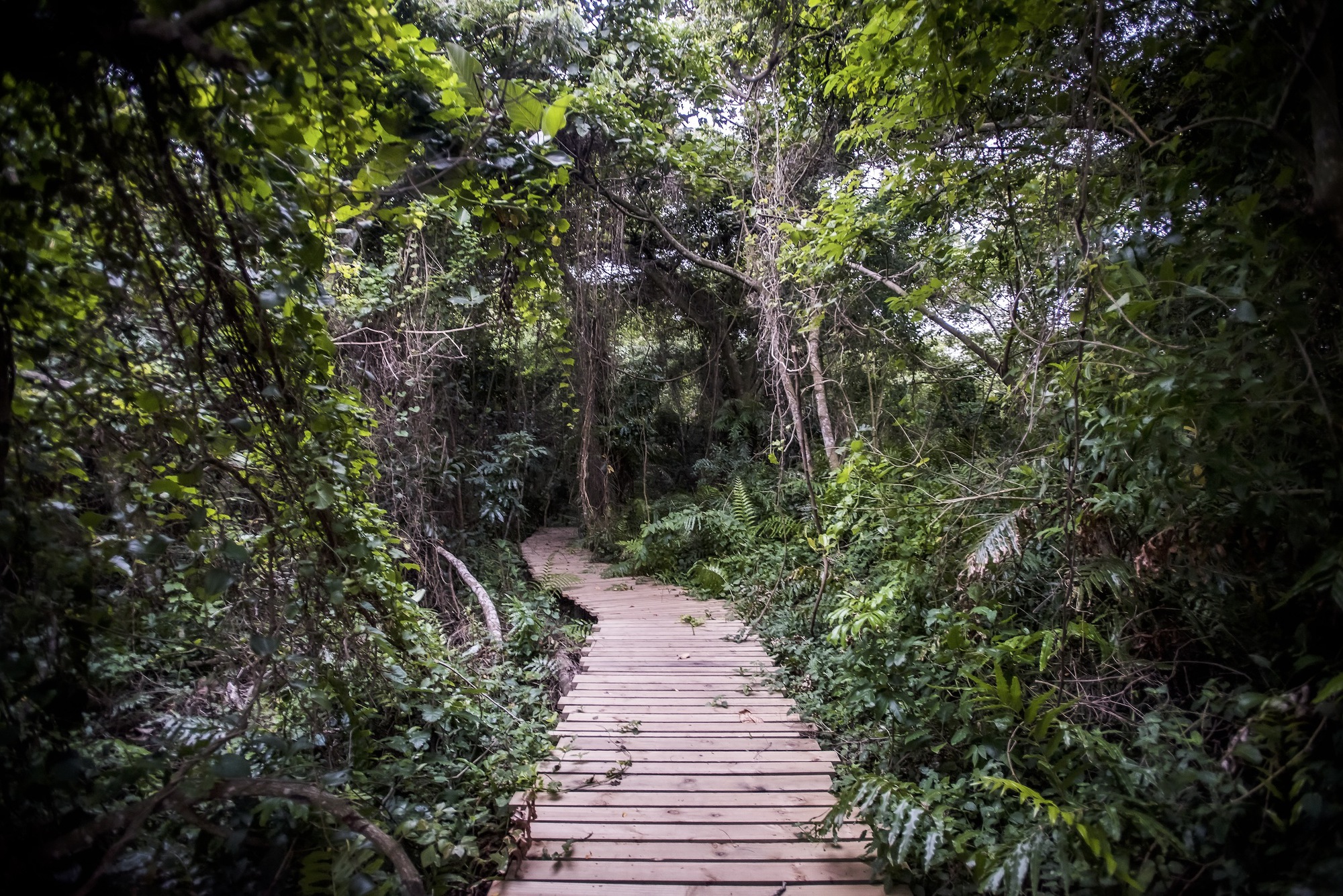 森林俱乐部会所丨南非丨Bloc Architects-28