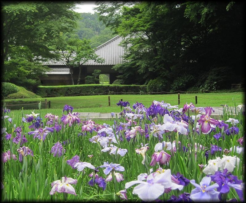 明月院丨日本神奈川-14
