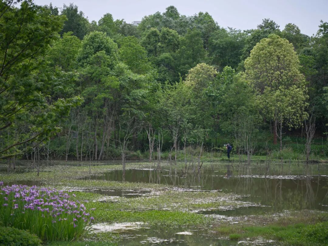 城市掌心的生态山野——麓野公园-175