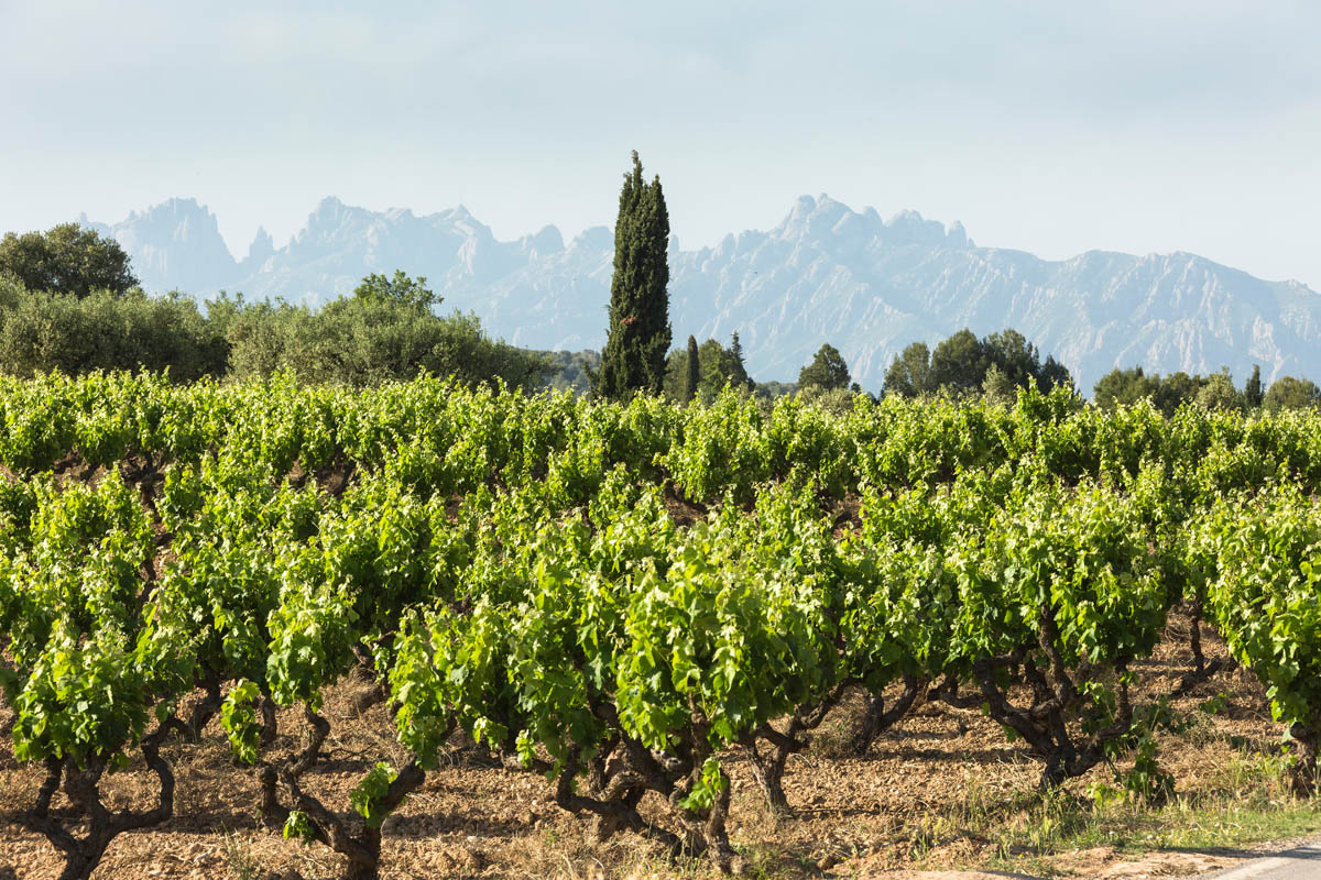 06 10 RECAREDO TASTING AREA-34