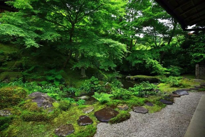 庭院满青苔，极美！-74