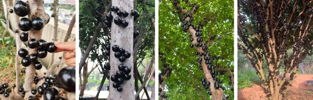 如何挑一把“嘉宝果”似的椅子-6