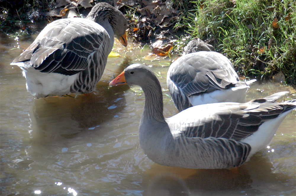 复古复兴 | 19 世纪 50 年代美国宾夕法尼亚州小威尼斯建筑群-134