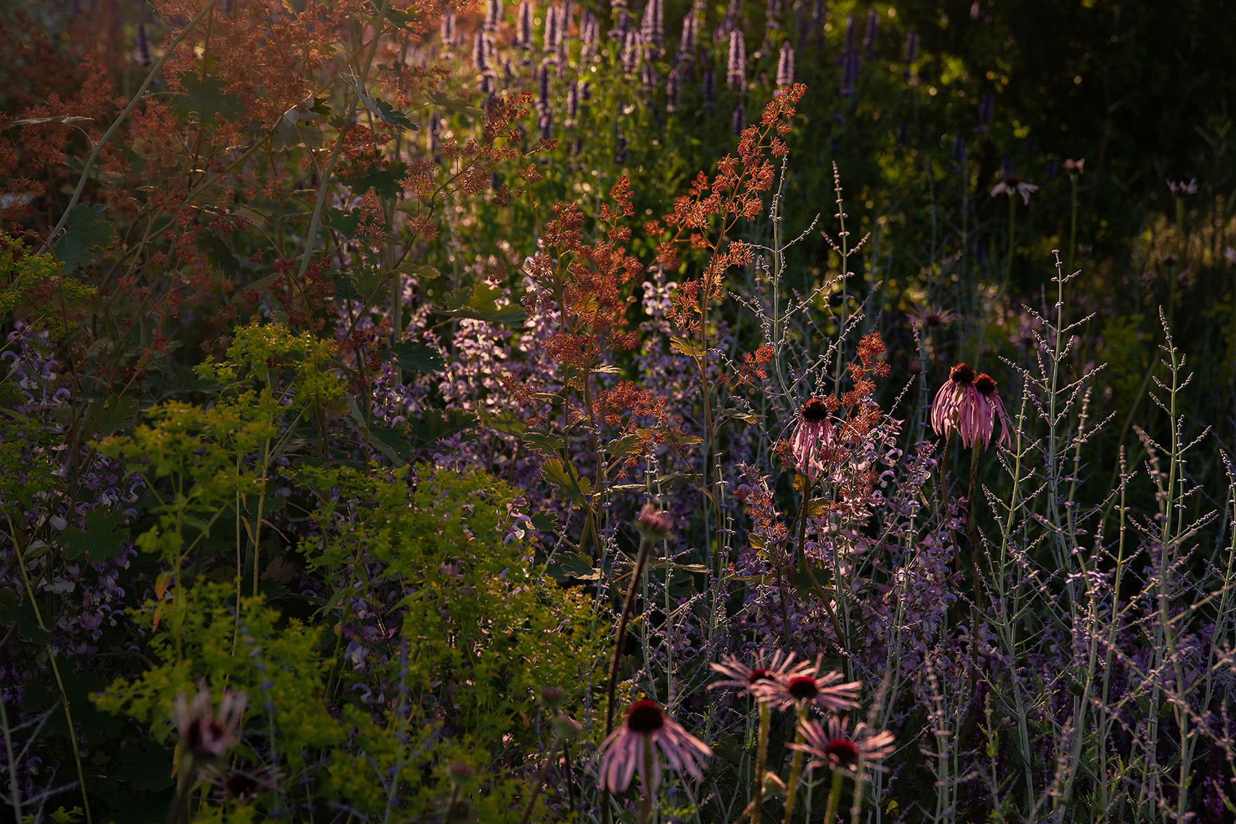 Hampton Court 2021-4