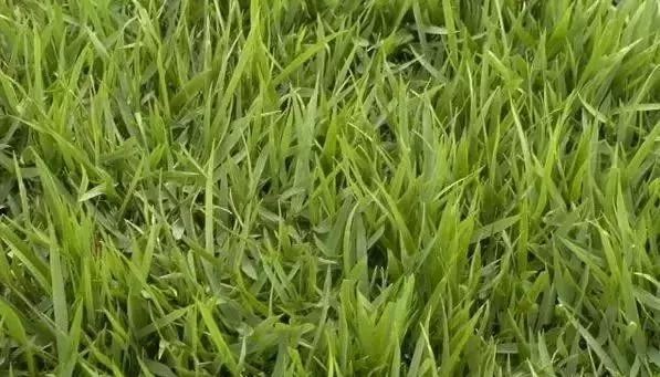 私家花园草坪种植与养护攻略-21