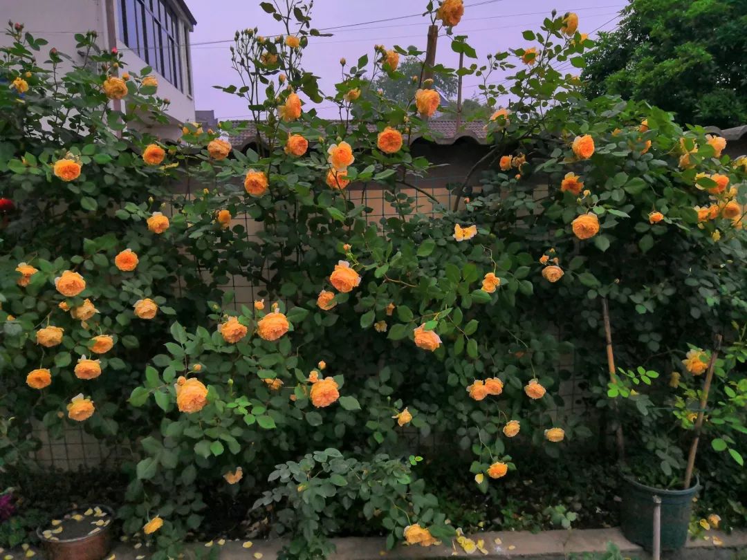 大叔也爱养花，3天造出个小花园，一分钱没花！-3