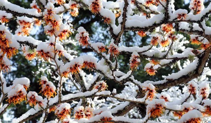 世界上最大的私家花园,迄今已有116年历史!-73