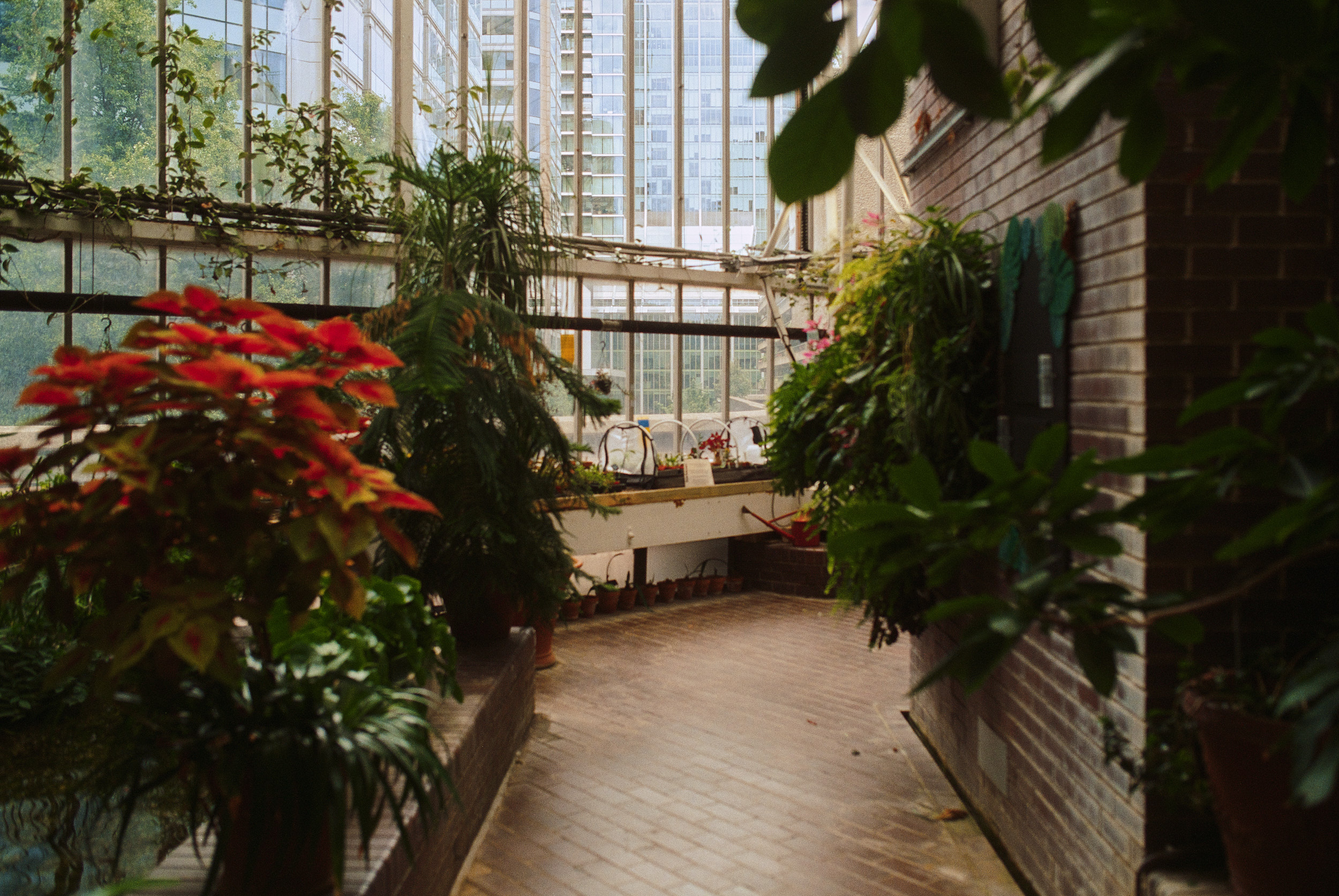 巴比肯温室丨英国伦敦-16
