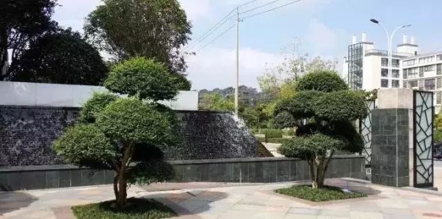 罗汉松 | 庭院中的守财吉祥树-58