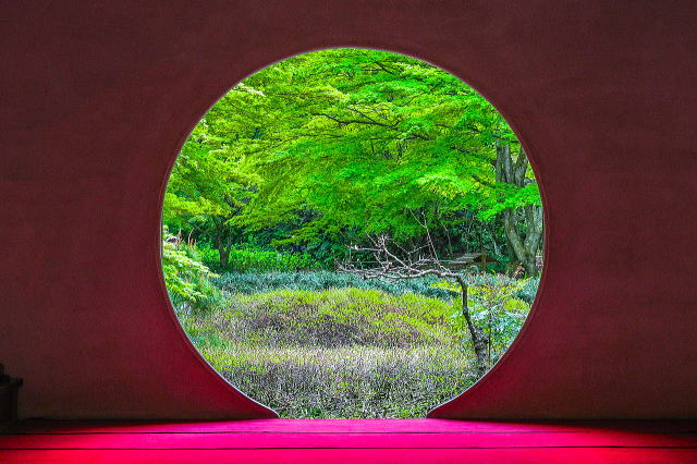 明月院庭园等景观丨日本神奈川-22