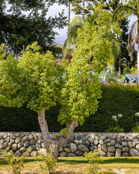 Trees and the Homes They Shade: 4