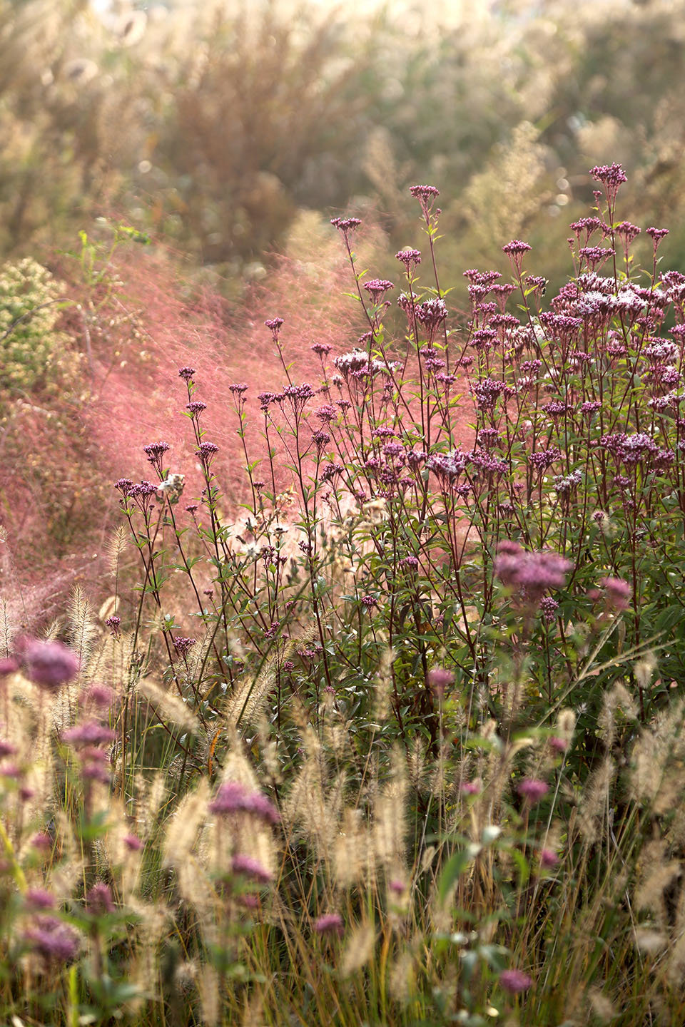 多岛海野草公园丨中国日照丨孔祥伟工作室-153