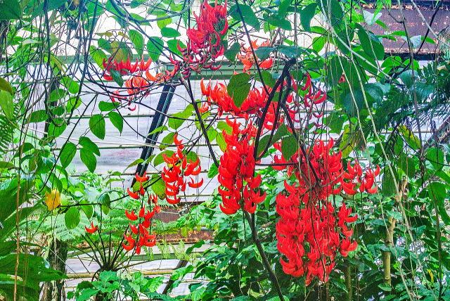 名古屋市东山动植物园之植物园丨日本爱知-48