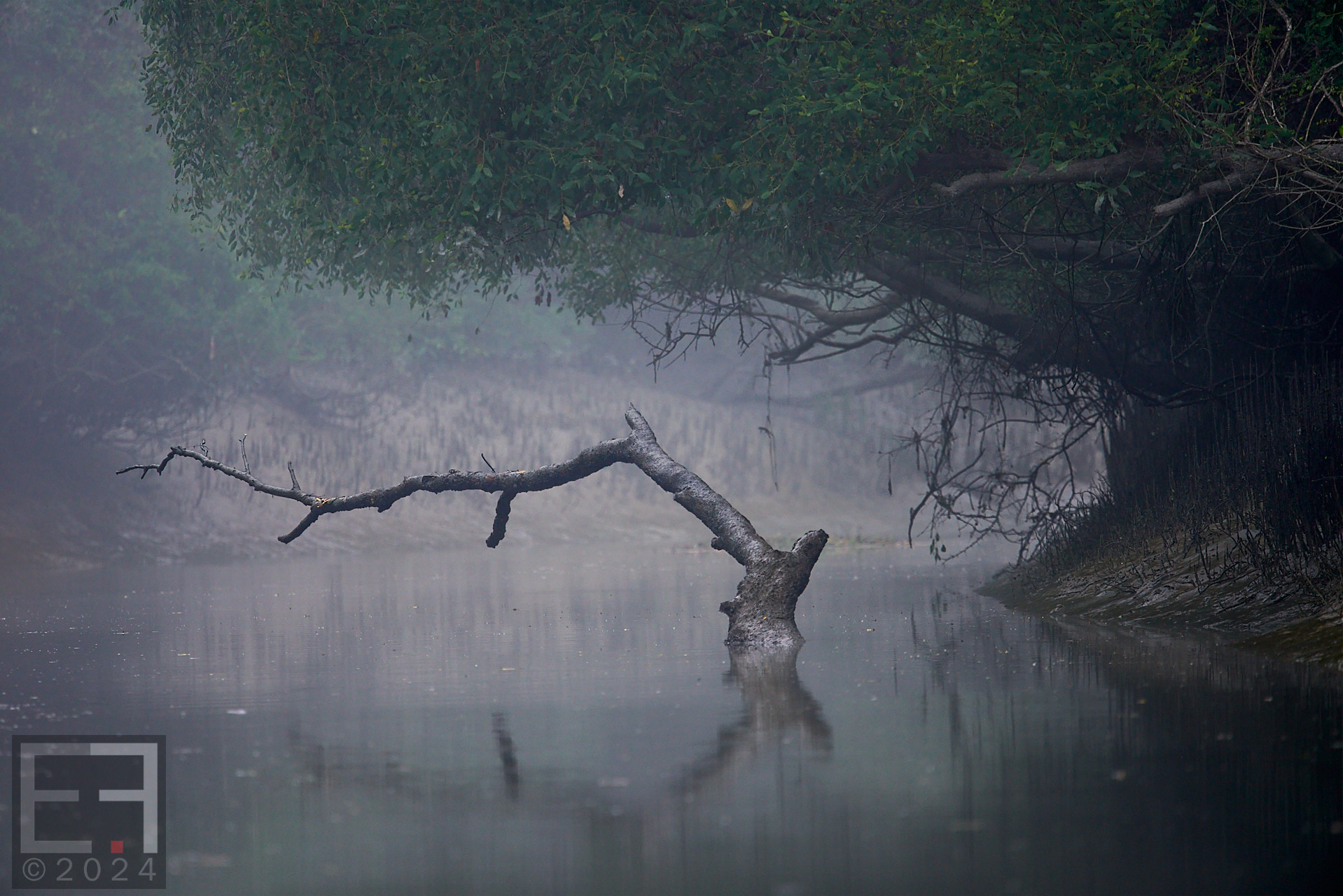 孟加拉国孙德尔本斯红树林保护与开发-5