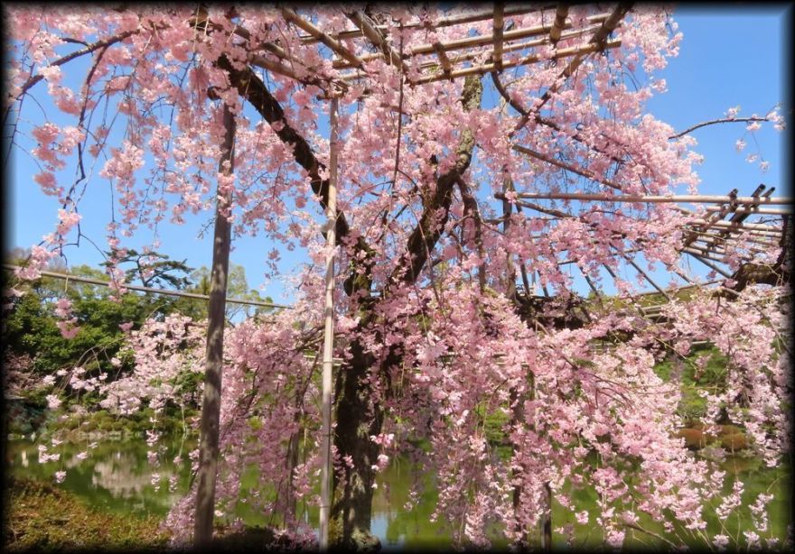 平安神宮の桜相关景观丨日本京都-30