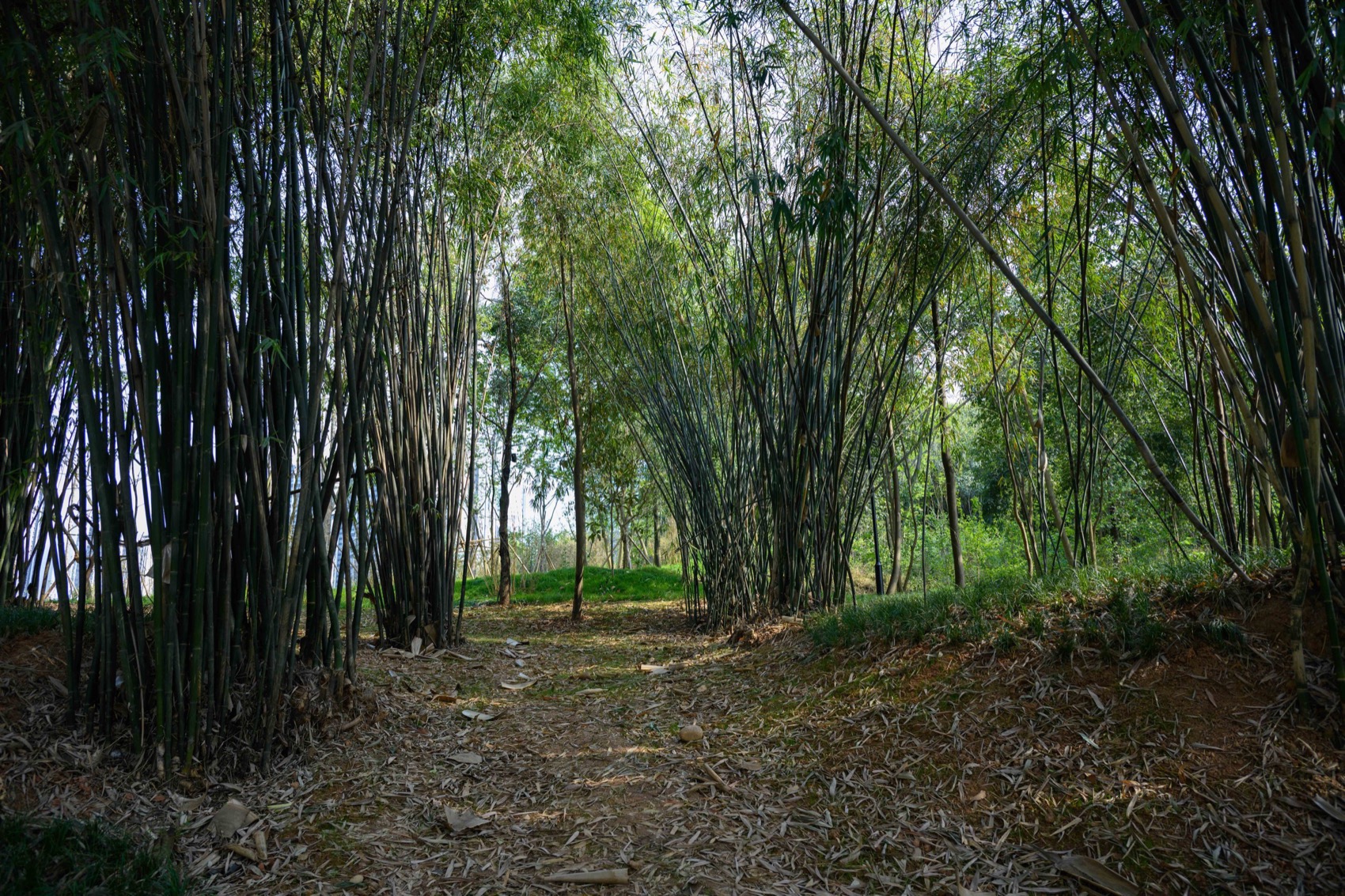 麓野公园丨中国成都丨四川乐道景观设计有限公司-228