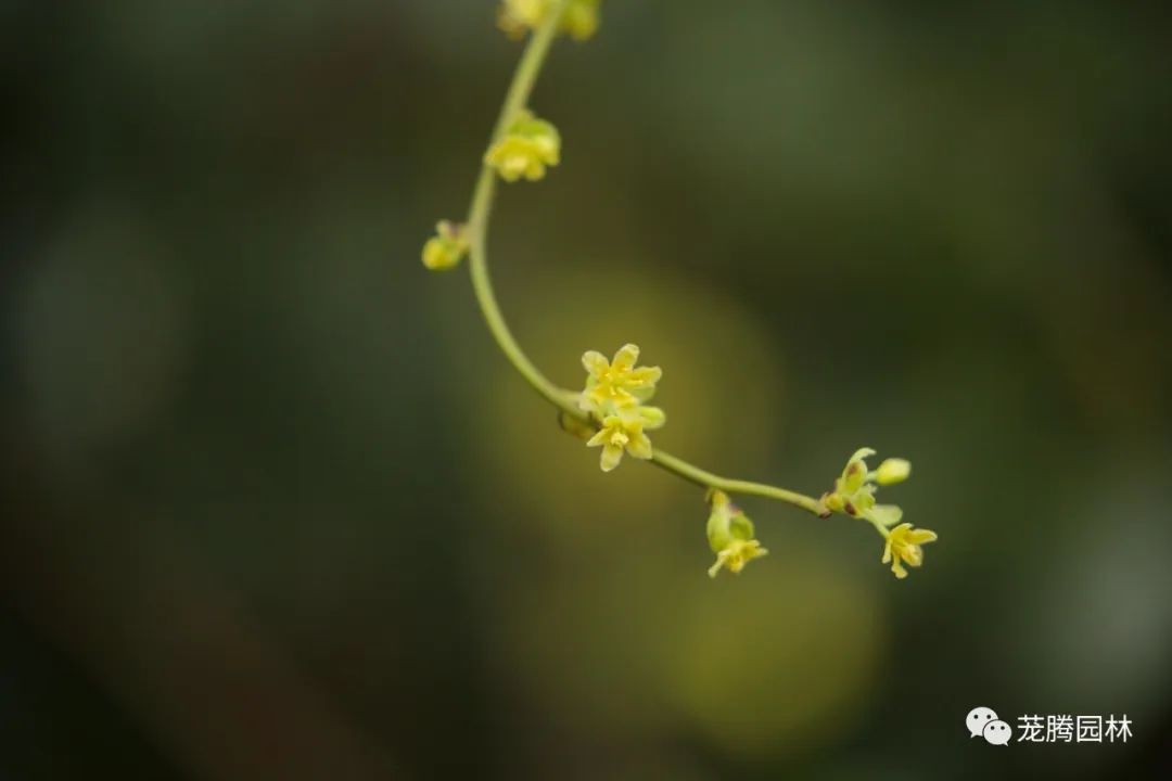 行走的茏腾人 | 深秋韶关的自然之美-37