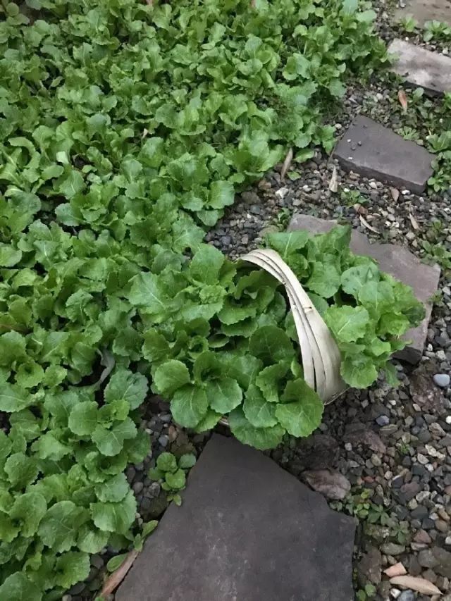 Color Case/90后帅小伙儿仅花3千爆改出租屋后-90