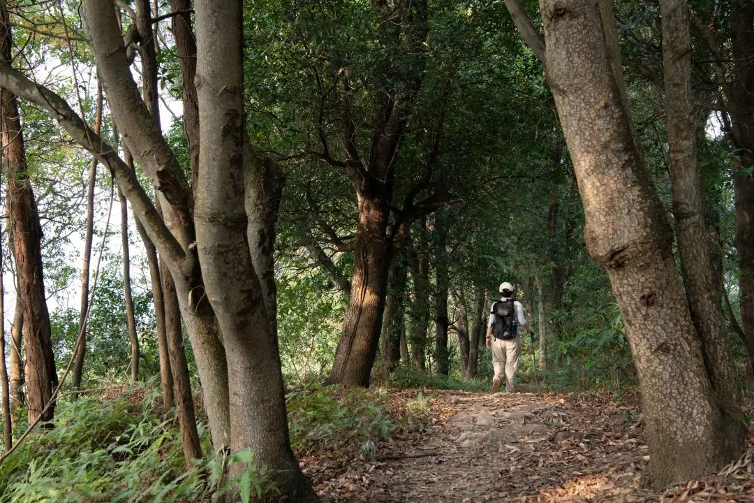 未名新作|山野有乾坤都市藏鲲鹏-深圳山海连城计划罗湖区东湖公园郊野径-莲塘口岸线-15