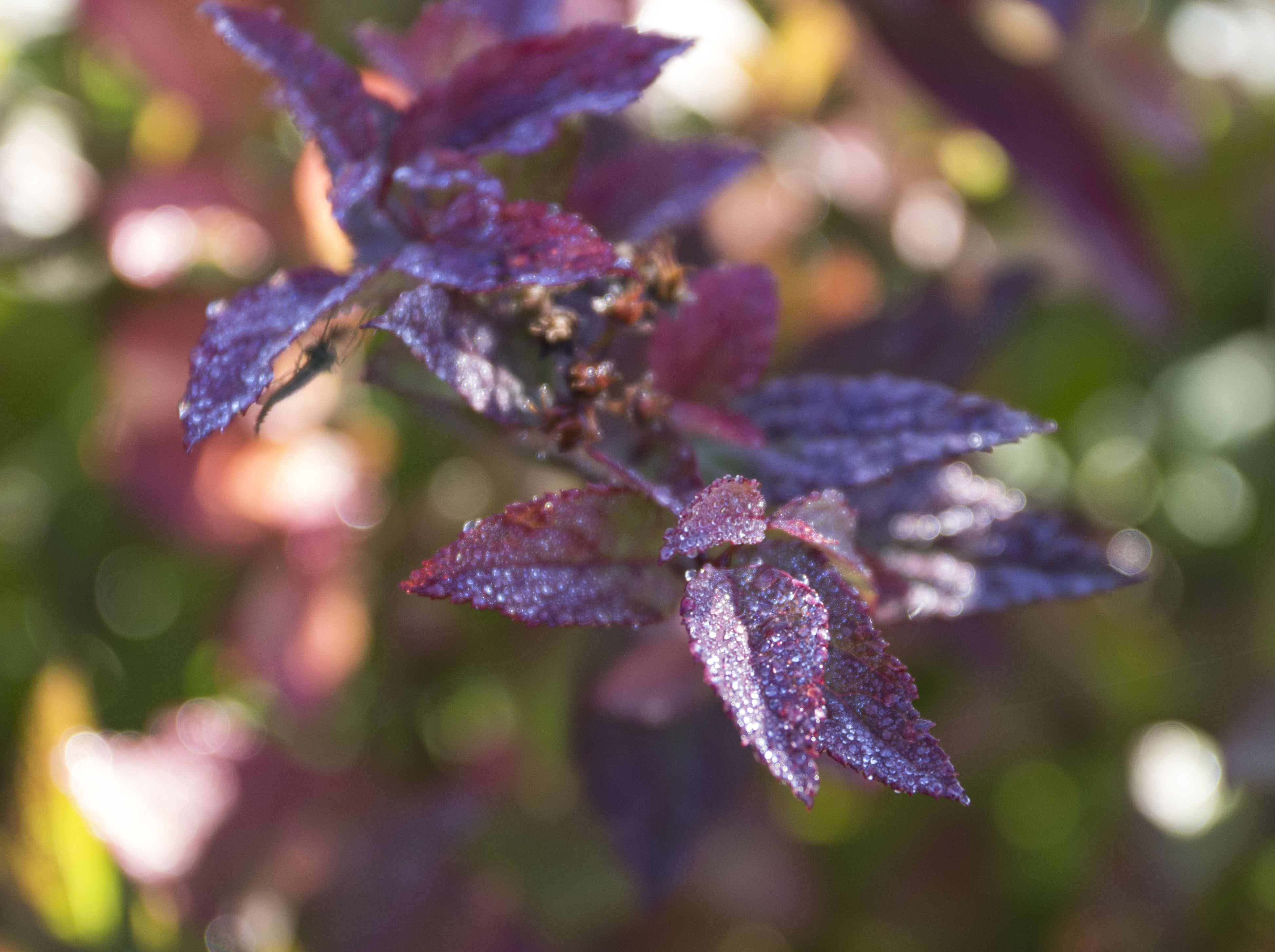 "Осень в саду" 景观摄影作品丨国际景观艺术中心“Зеленая стрела”-5
