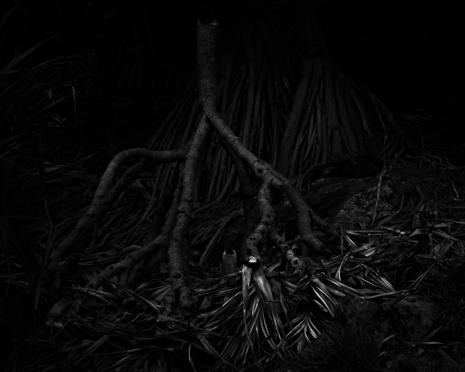 Blue Hour - Biripi Country-7