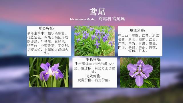 秋凌景观陪伴你学习的第3128天-80