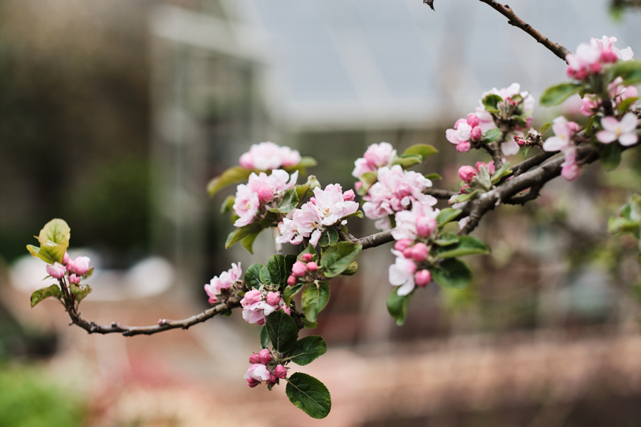 Creating a cottage garden - Lobster and Swan-24